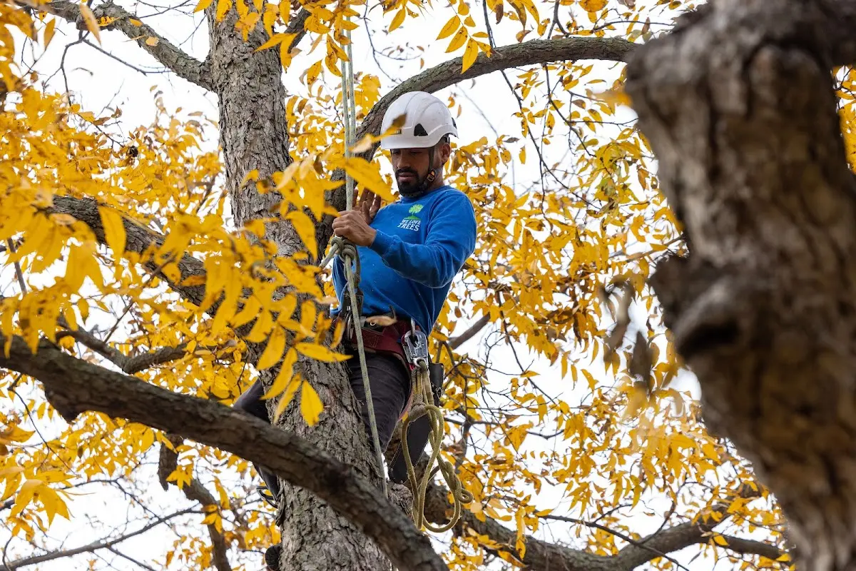 Skilled Tree Planing crew working in Akron